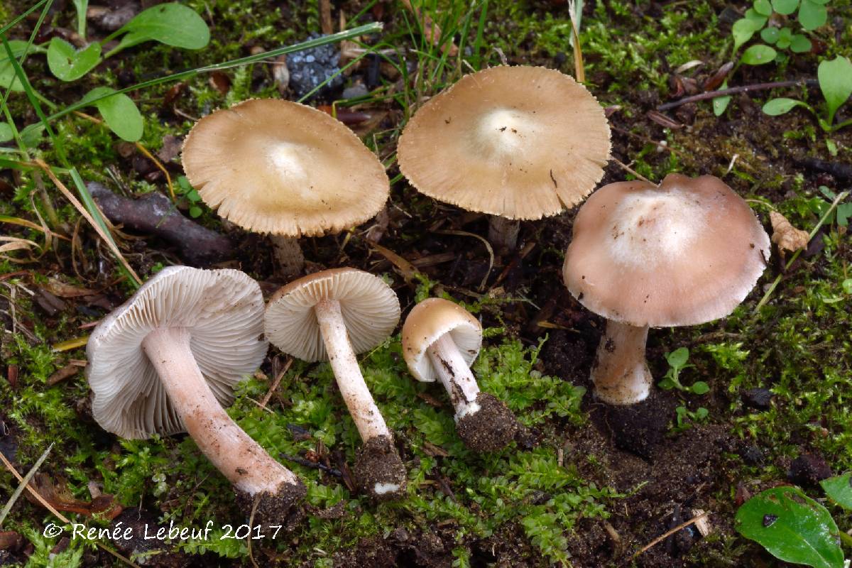 Inocybe albodisca image