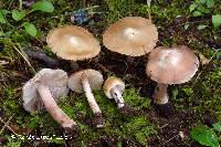 Image of Inocybe acriolens