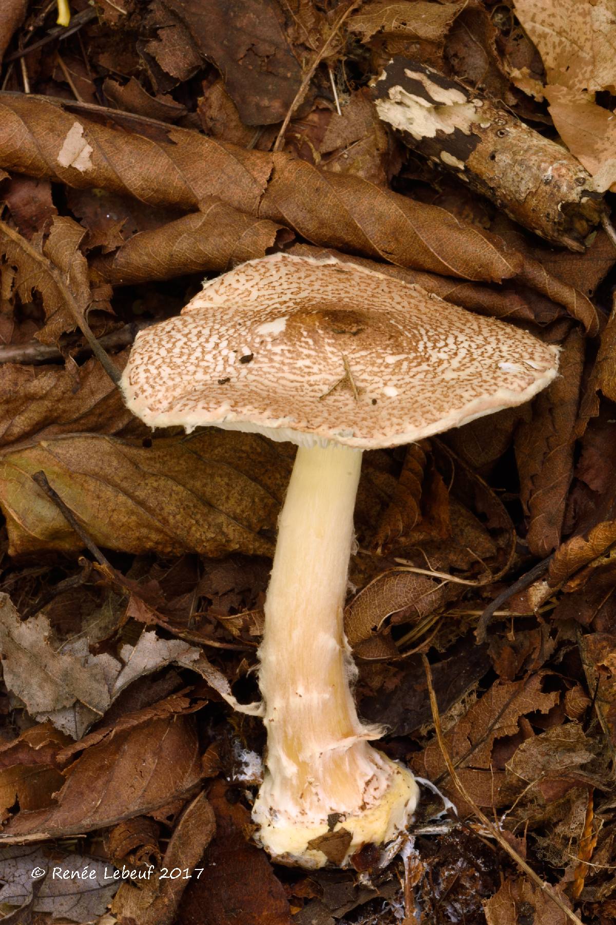 Lepiota cortinarius image