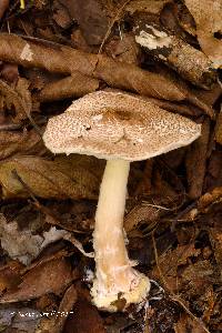 Lepiota cortinarius image