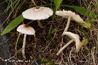 Lepiota cristata image