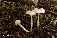 Lepiota cristata image