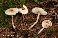 Lepiota cristata image