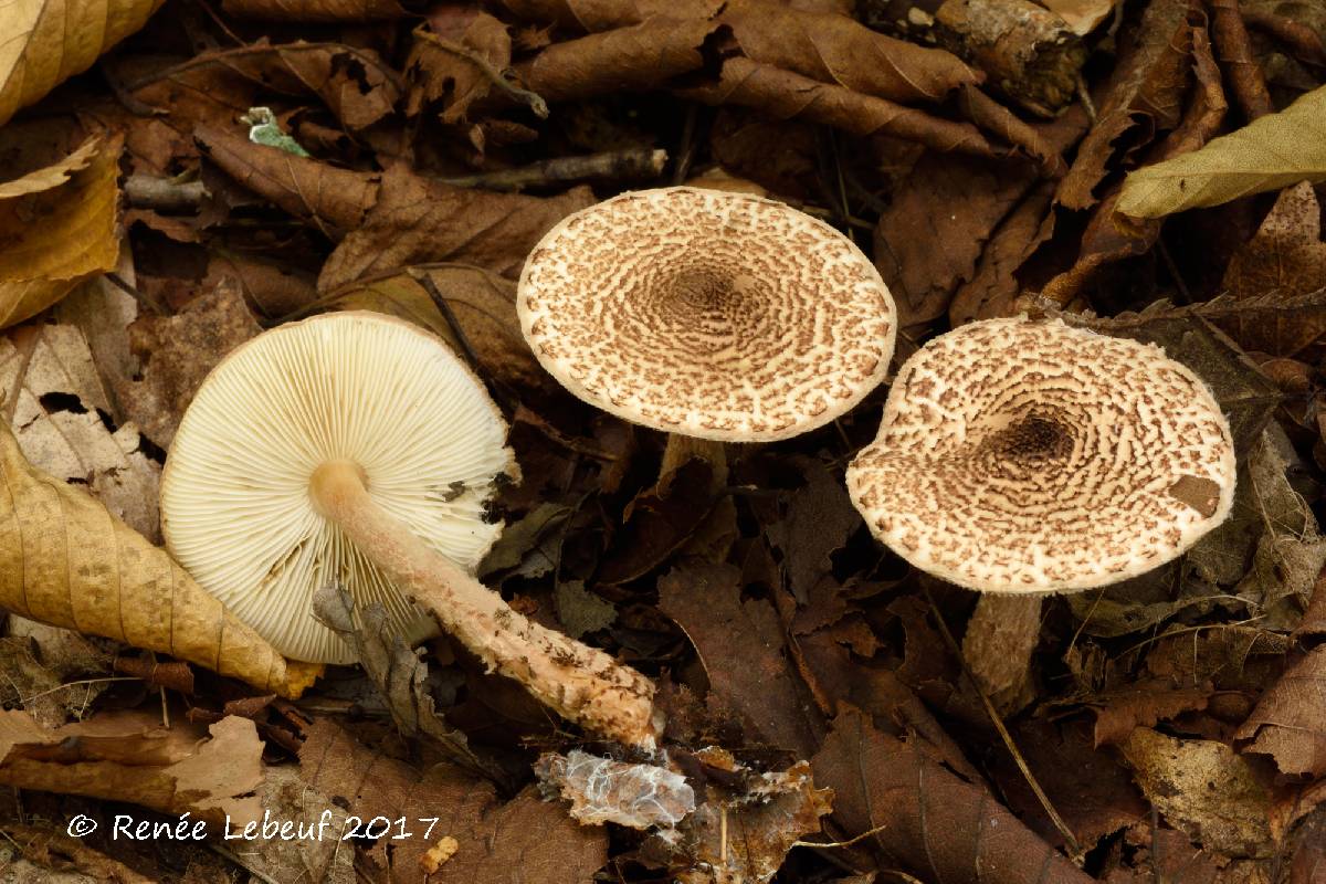 Lepiota fuscosquamea image