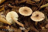 Lepiota fuscosquamea image