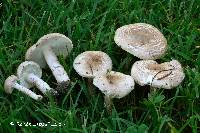 Lepiota subincarnata image