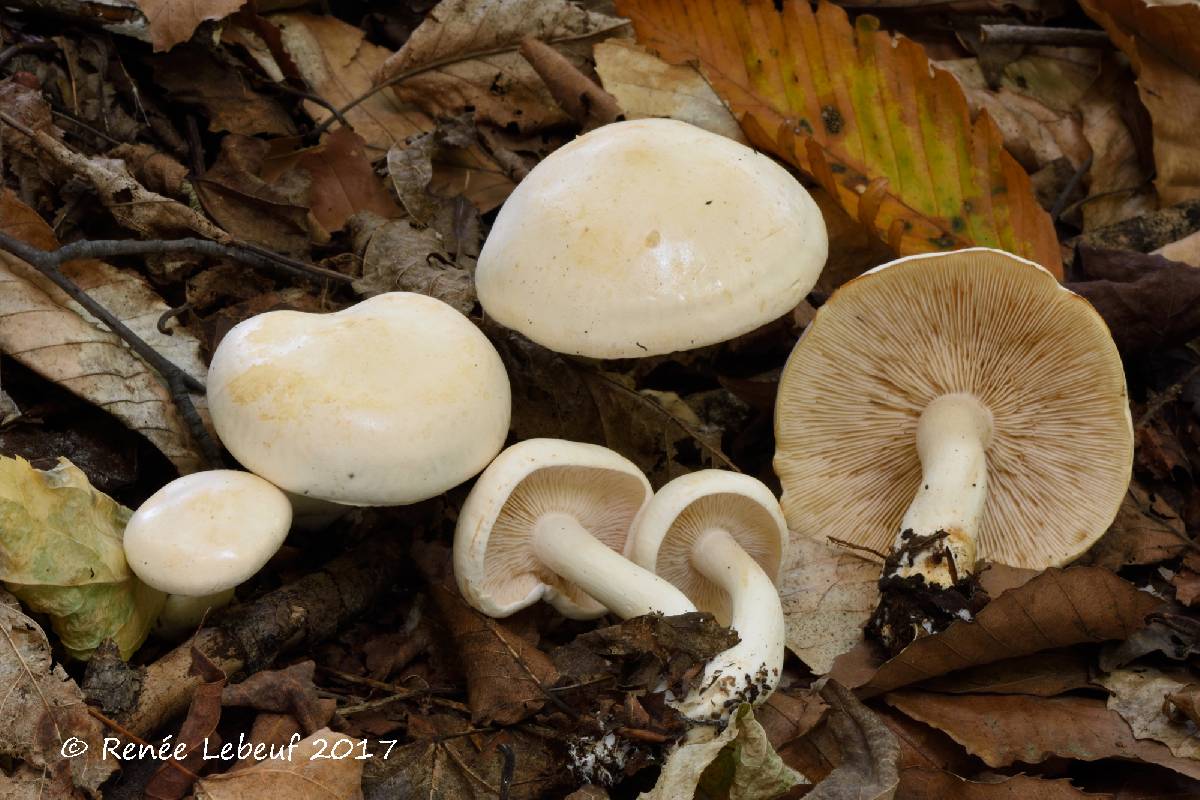 Tricholoma stiparophyllum image