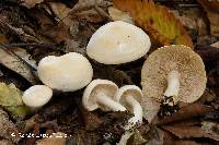 Image of Tricholoma stiparophyllum