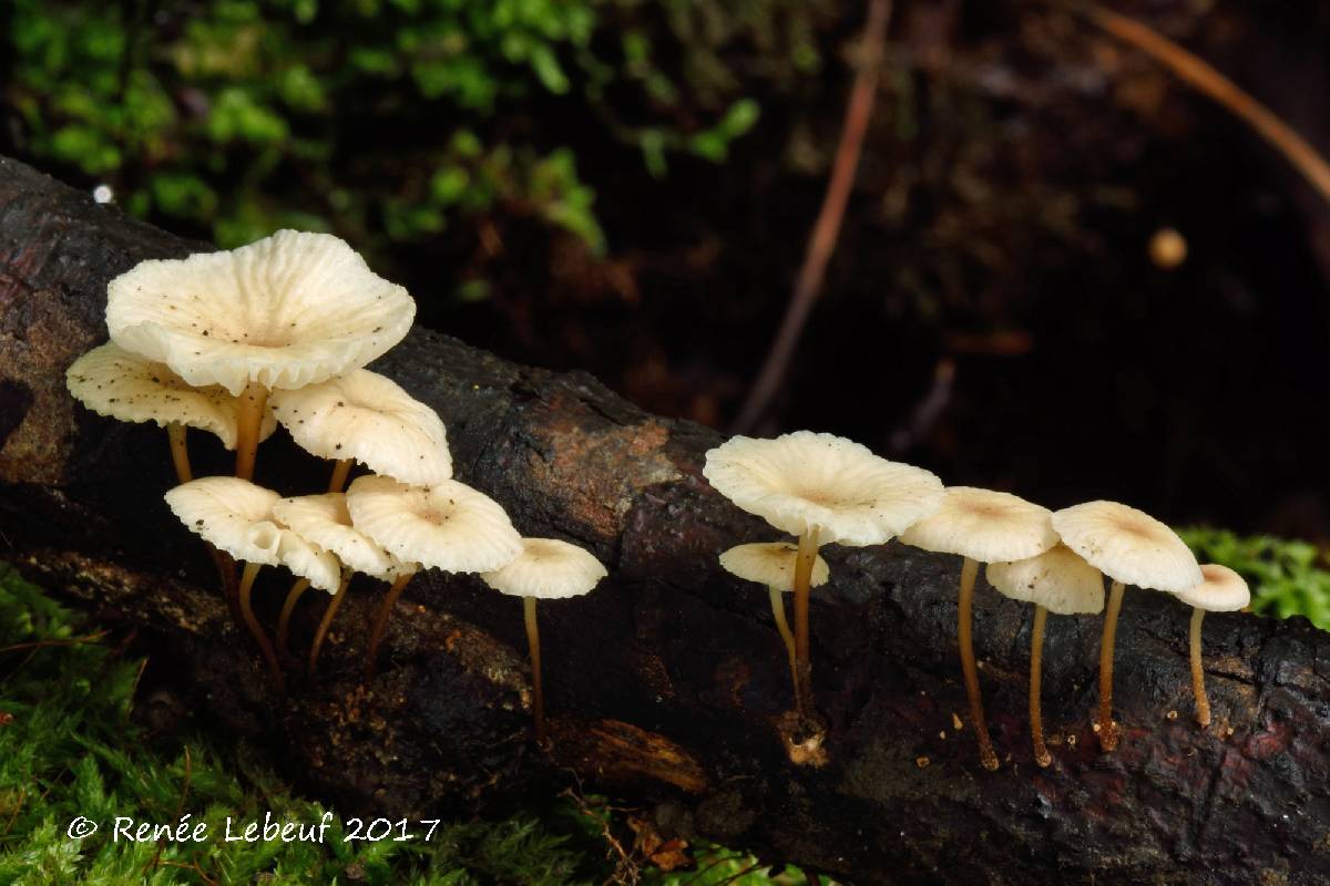 Marasmiellus vaillantii image