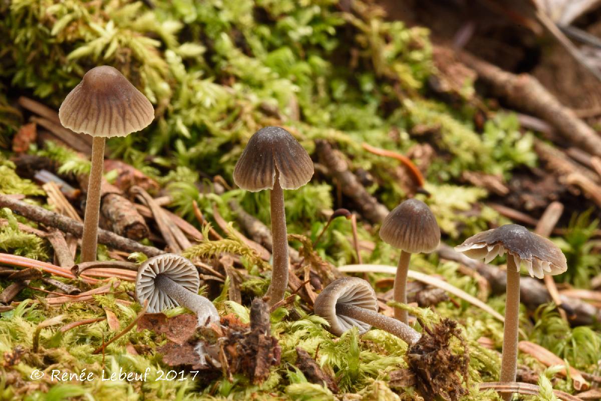 Mycena leptocephala image