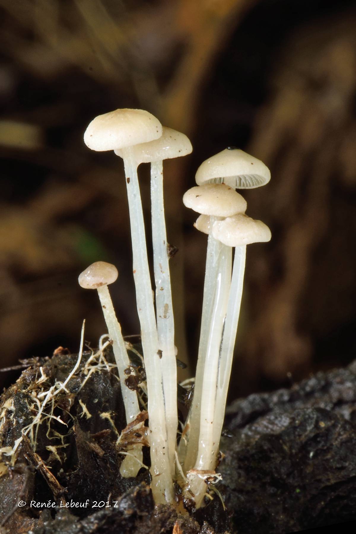 Resinomycena acadiensis image