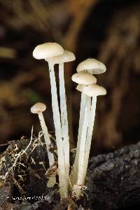 Image of Resinomycena acadiensis