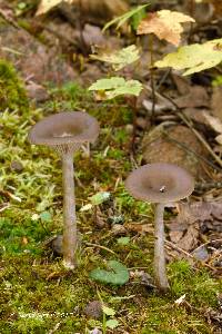 Pseudoclitocybe cyathiformis image