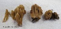 Ramaria spinulosa image