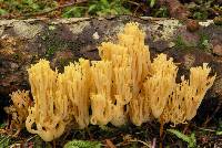 Ramaria cystidiophora var. citronella image