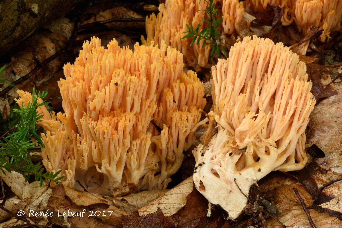 Ramaria neoformosa image