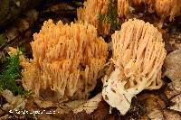 Image of Ramaria neoformosa