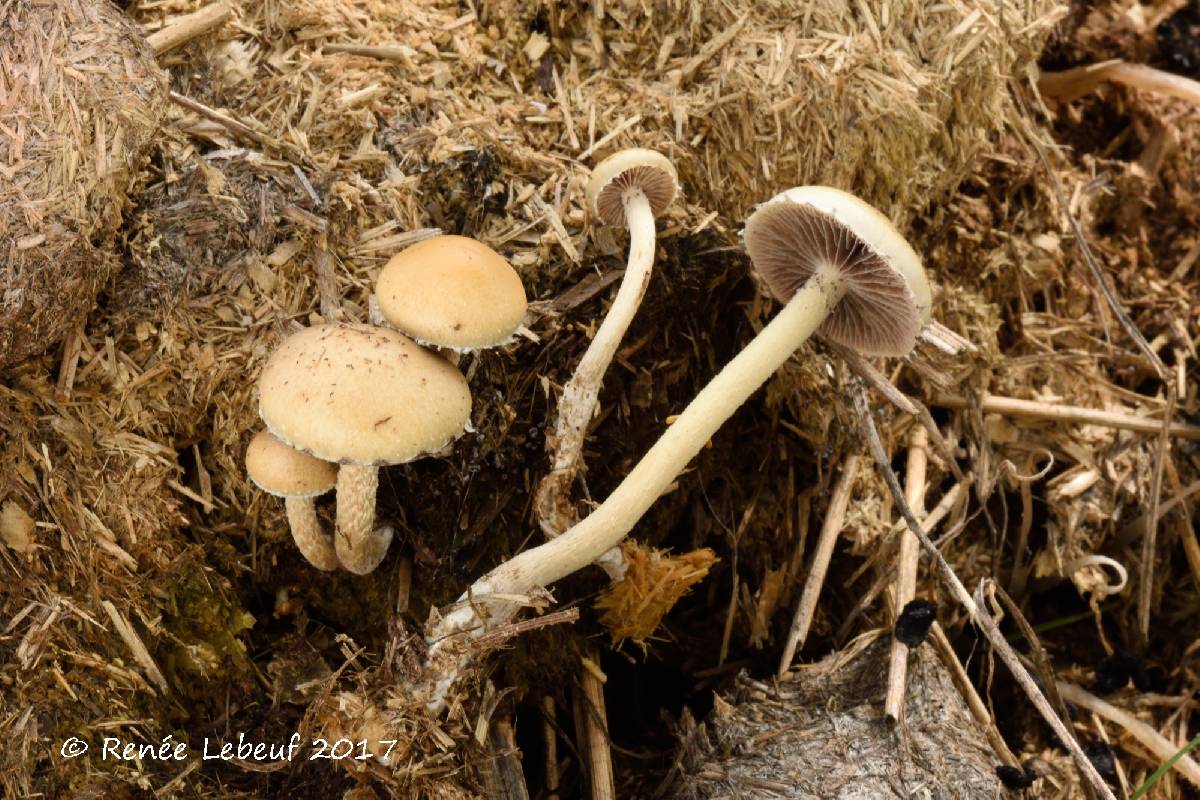 Psilocybe merdaria image