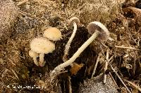 Image of Psilocybe merdaria