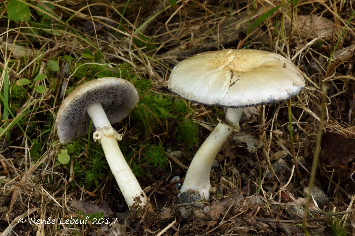 Stropharia melanosperma image