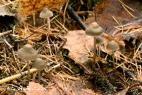 Mycena piceicola image