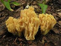 Ramaria flavobrunnescens image