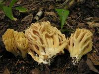 Ramaria flavobrunnescens image