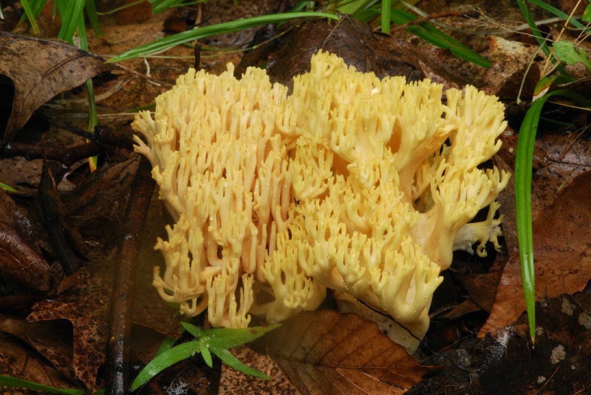 Ramaria obtusissima image