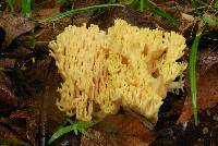 Ramaria obtusissima image