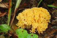 Ramaria obtusissima image