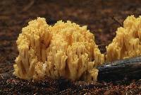 Ramaria obtusissima image