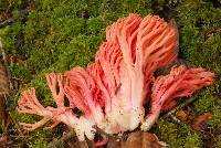 Ramaria stuntzii image