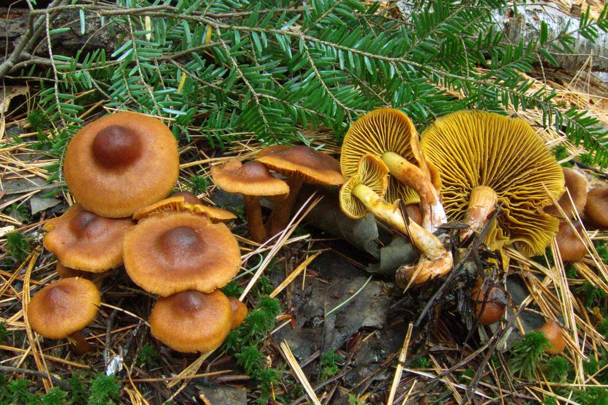 Cortinarius croceoconus image