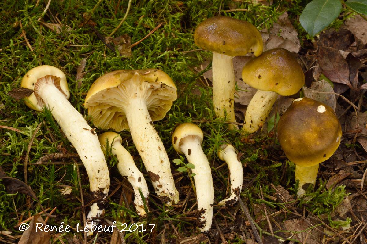 Hygrophorus boyeri image