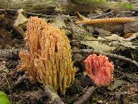 Ramaria formosa image