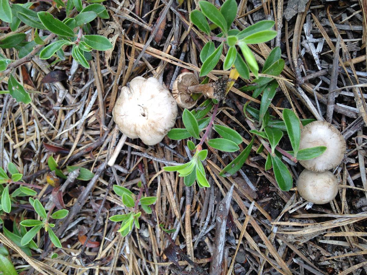 Rhodocybe tugrulii image