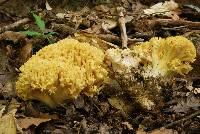 Ramaria magnipes image