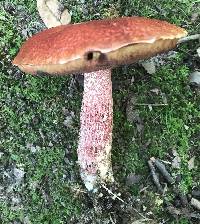 Boletus frostii image