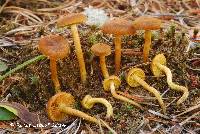 Cortinarius croceus image