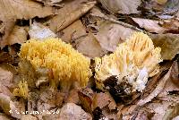 Image of Ramaria flavobrunnescens