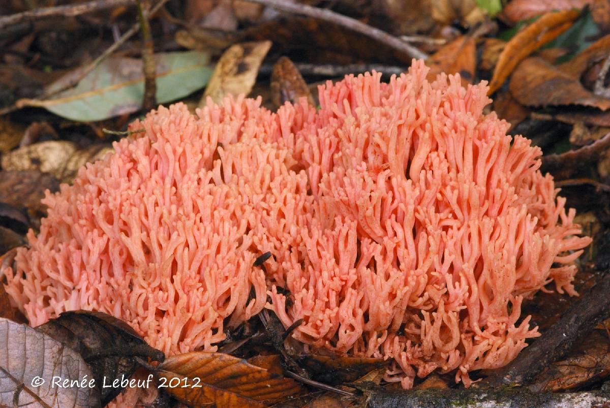 Ramaria stuntzii image