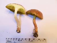 Aureoboletus auriporus image