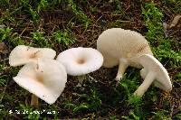 Clitocybe metachroa image