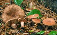 Lactarius rimosellus image