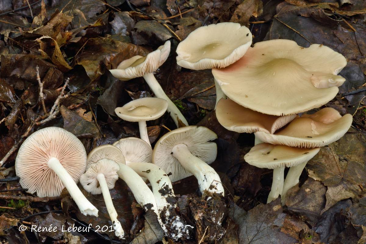 Entoloma rhodopolium image