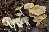 Entoloma rhodopolium image