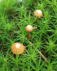 Galerina vittiformis image