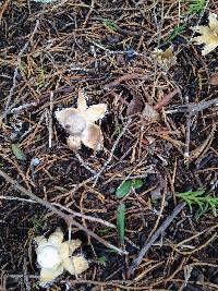 Geastrum minimum image