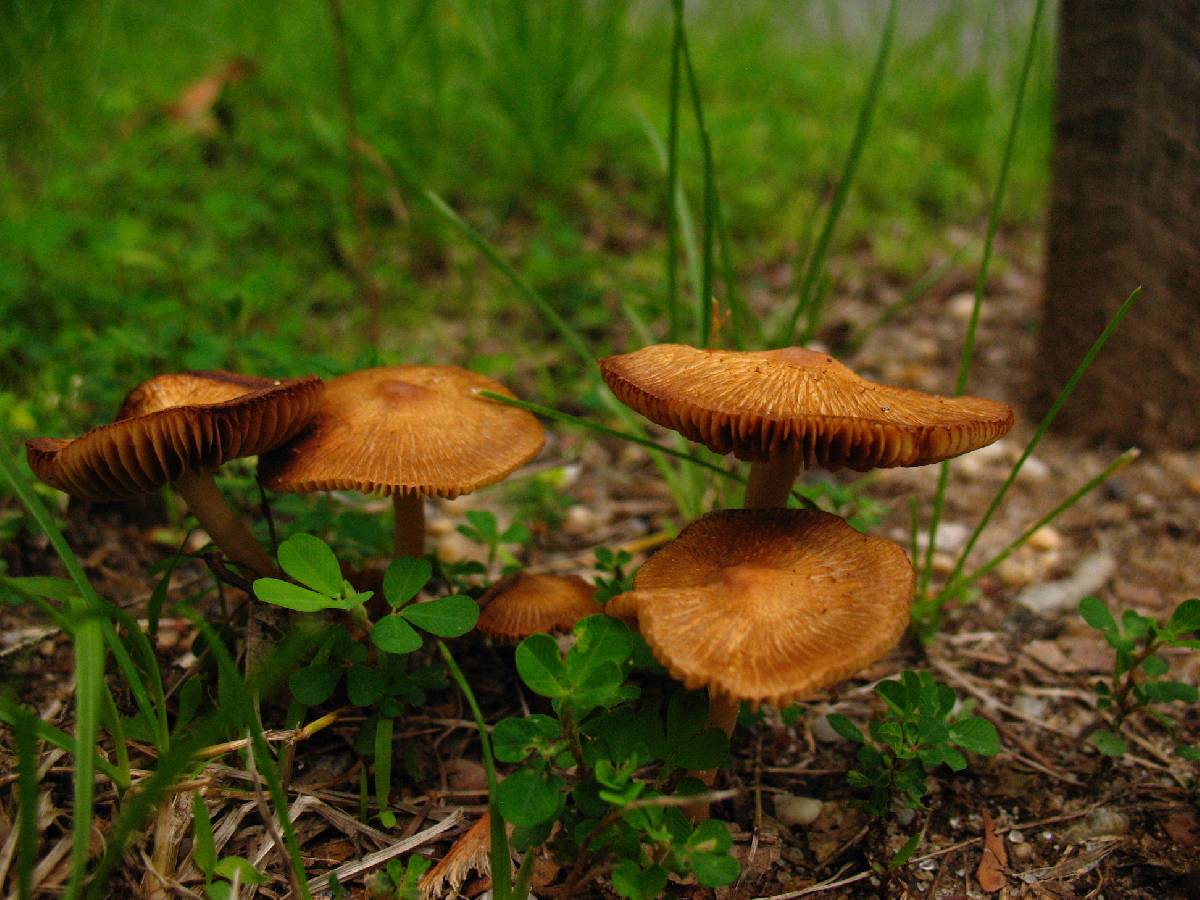 Inocybe margaritispora image