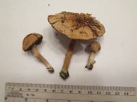 Inocybe dulcamara image